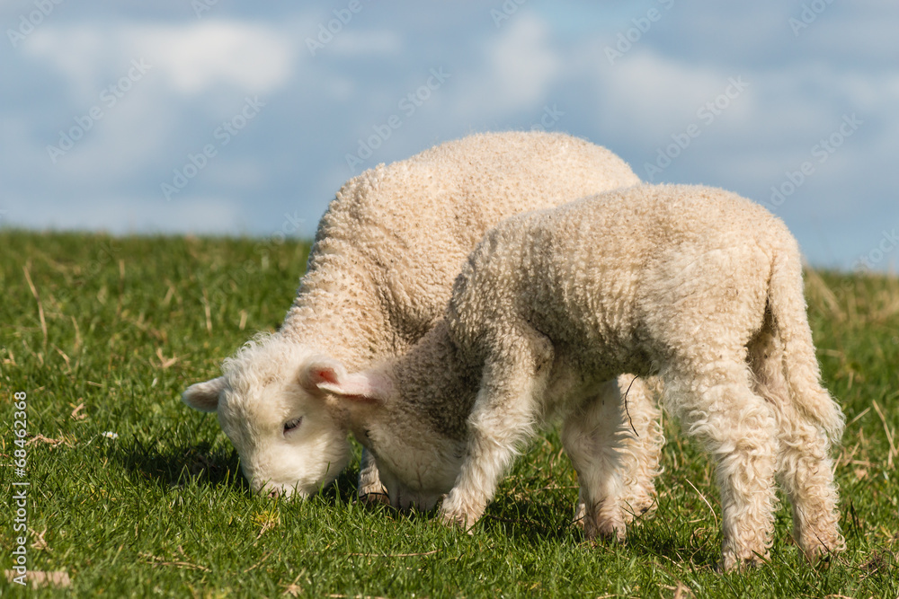 Obraz premium grazing newborn lambs