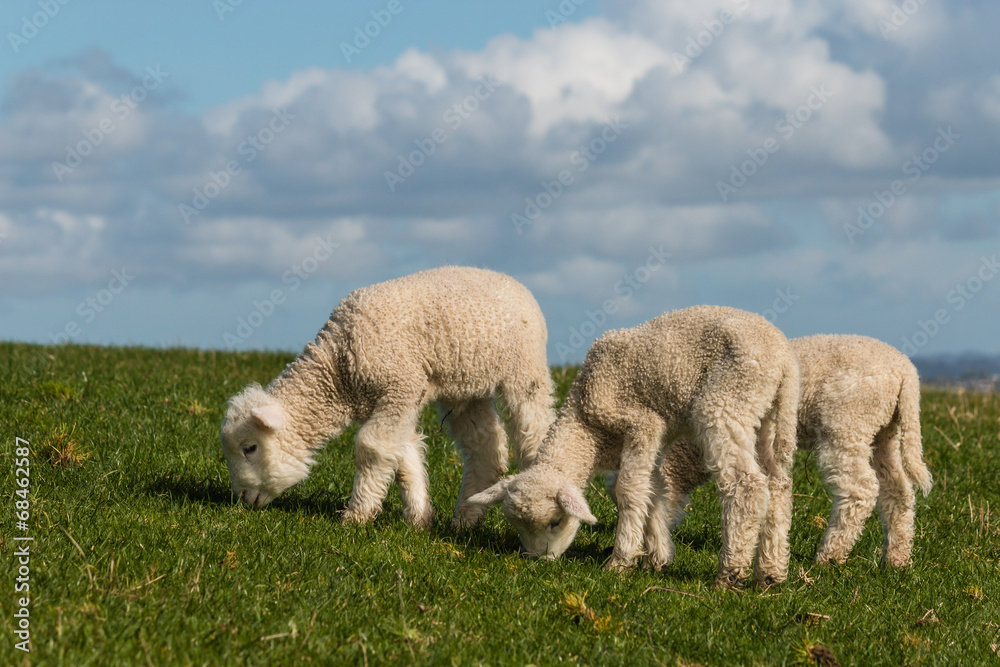 Obraz premium three grazing lamb