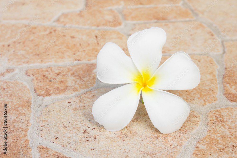 Naklejka premium Tropical flowers frangipani (plumeria) on stone.