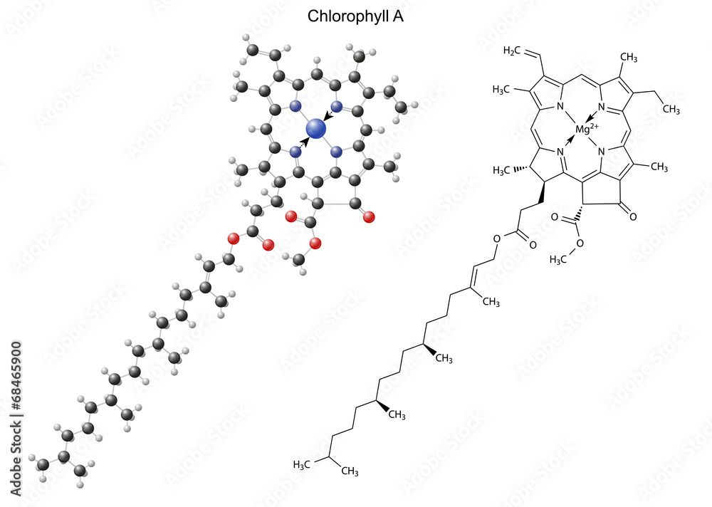 Structural chemical formula and model of chlorophyll A - obrazy, fototapety, plakaty 