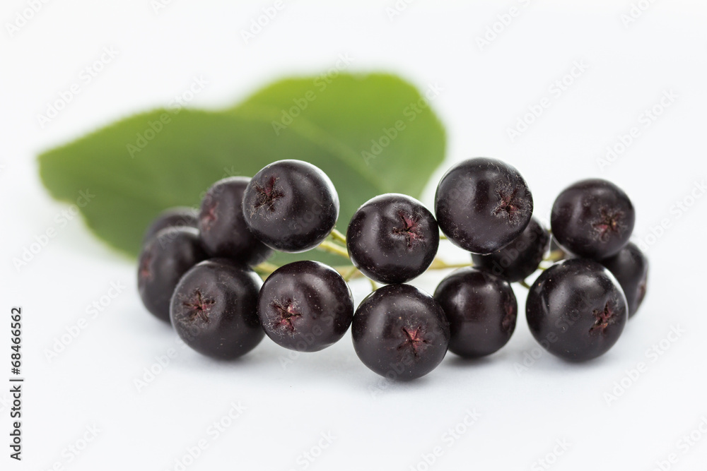 Black chokeberry, Aronia melanocarpa Black chokeberry, Aronia melanocarpa