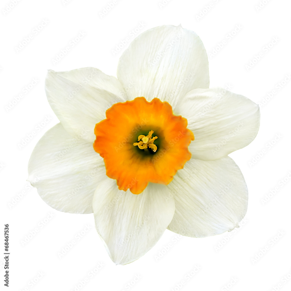 Fototapeta premium narcissus flower close-up