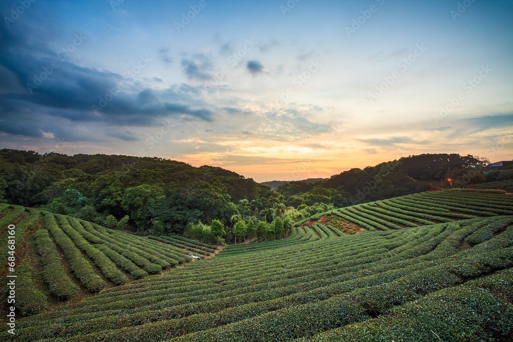 Tea plantation valley at dramatic pink sunset sky in Taiwan