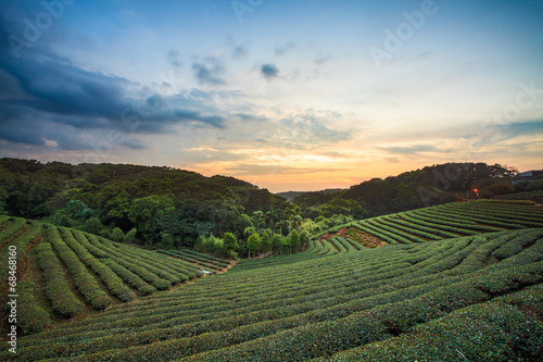 Tea plantation valley at dramatic pink sunset sky in Taiwan