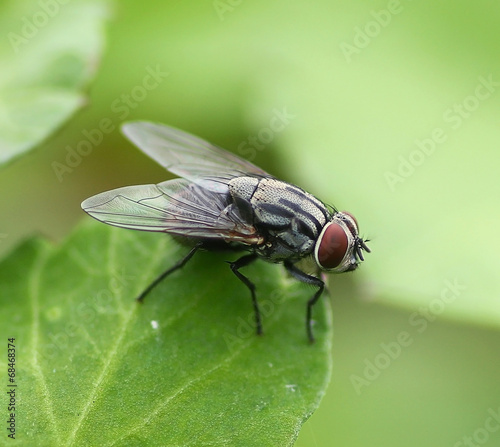 insect fly macro on leaf © pairoj