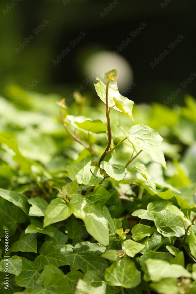 Fototapeta premium Green ivy, close up