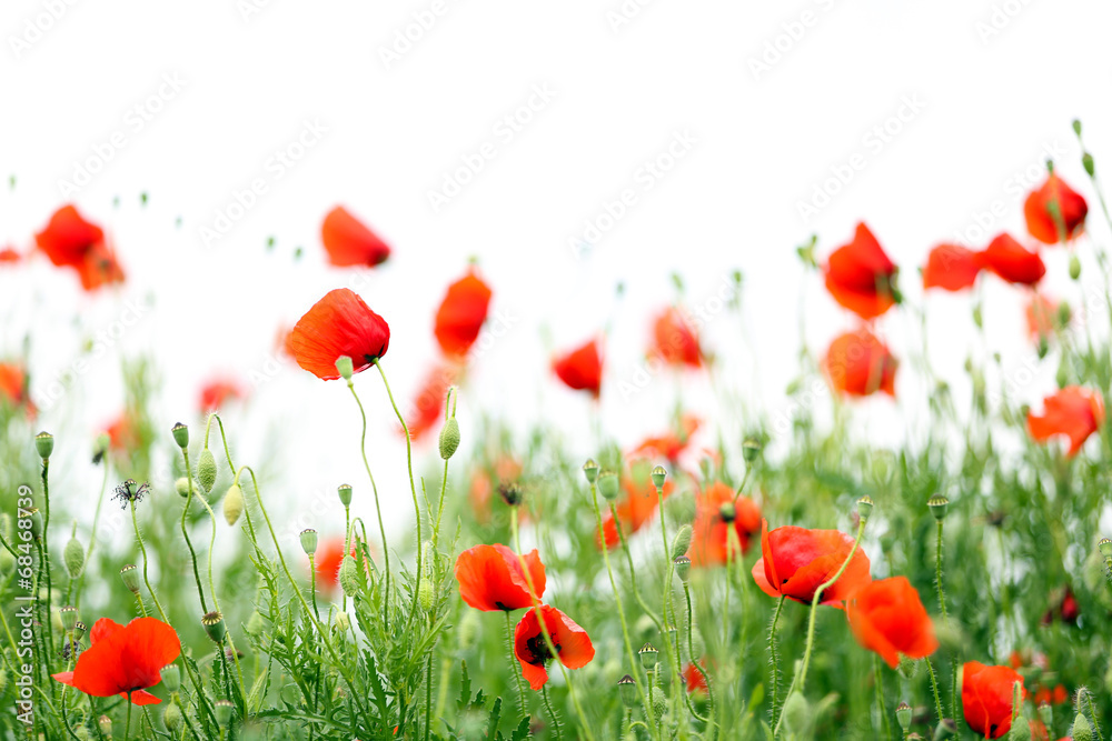 Fototapeta premium Poppy flowers, outdoors