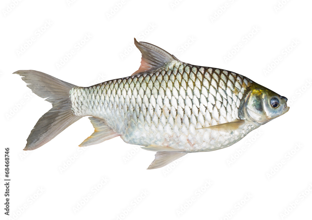 Common Carp fish Isolated on White. Common Carp fish Isolated on White.
