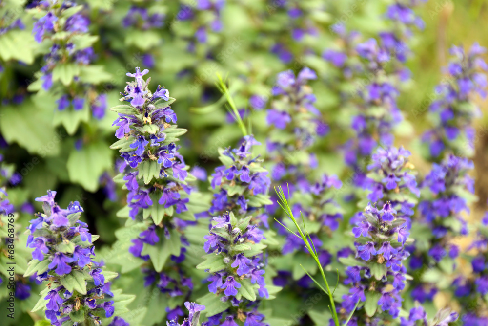 Obraz premium Beautiful wild flowers, outdoors
