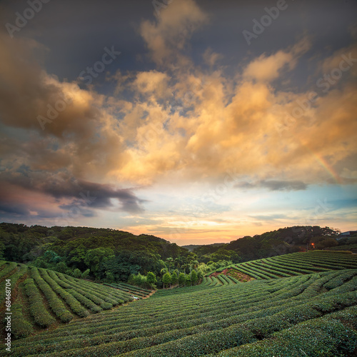 Tea plantation valley at dramatic pink sunset sky in Taiwan