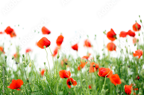 Fototapeta Naklejka Na Ścianę i Meble -  Poppy flowers, outdoors