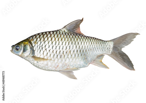 Common Carp fish Isolated on White.