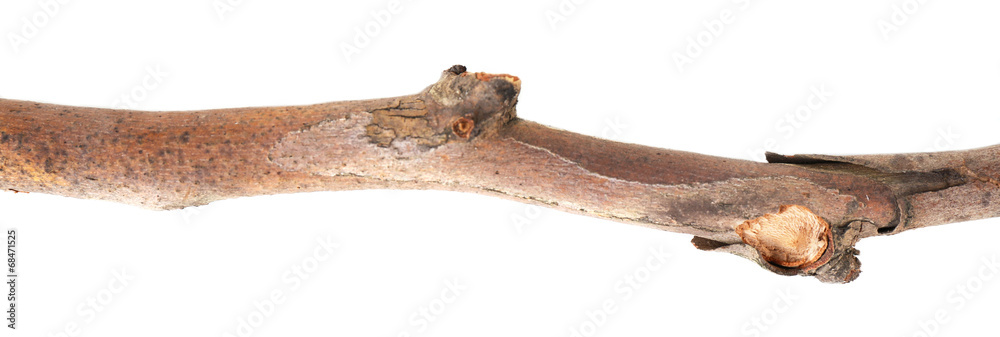 Dry tree branch isolated on white Dry tree branch isolated on white