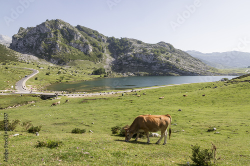 Lagos de covadonga