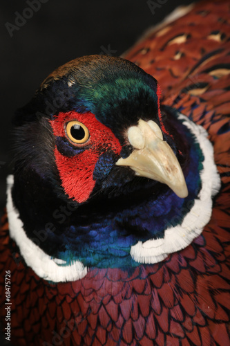 pheasant photo