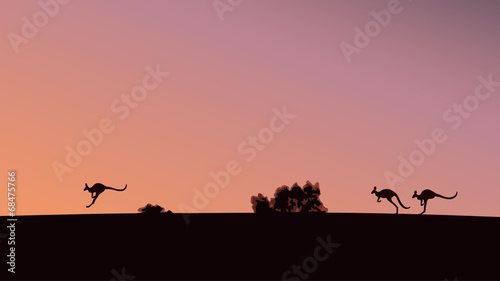 kangaroos