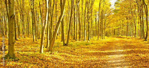 Autumnal scene in the forest
