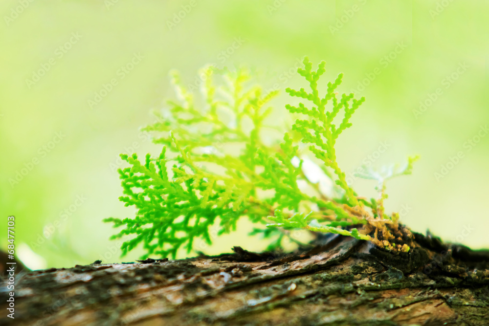Pine leaf on tree for nature background Pine leaf on tree for nature background