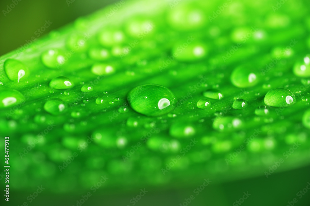 green plant leaf green plant leaf