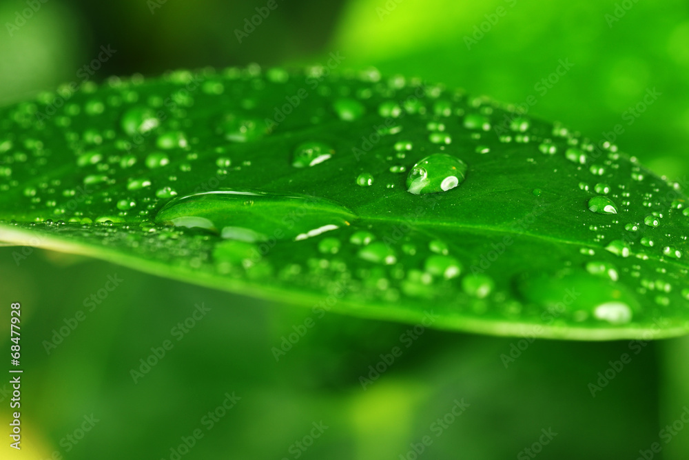 green plant leaf green plant leaf
