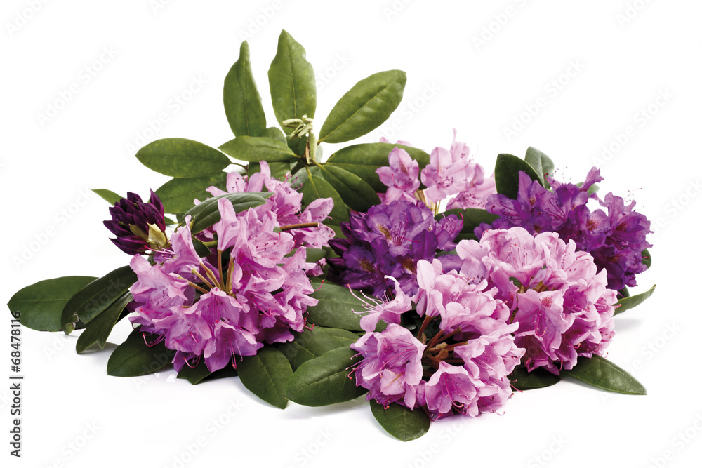 Rhododendron blüten (Rhododendron)