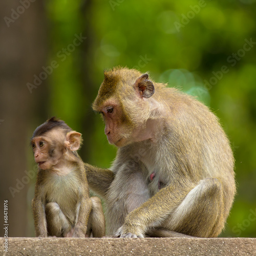 Mom and baby monkey