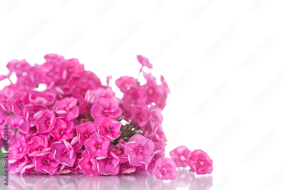 Obraz premium hydrangea