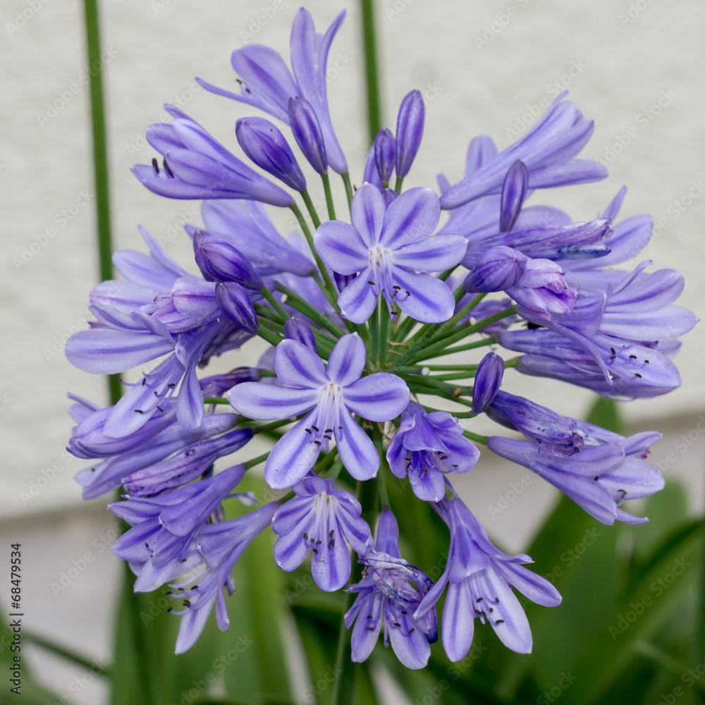 Allium Großaufnahme Allium Großaufnahme