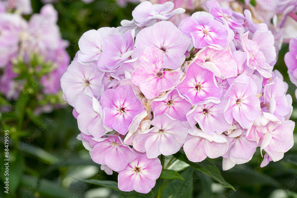 Rhododendron Rhododendron