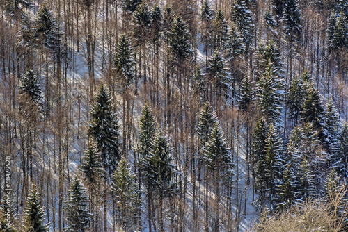 Trees and snow (texture)