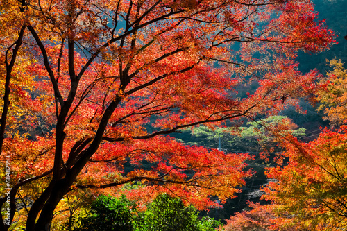 高尾山の紅葉 © AQ-taro Images