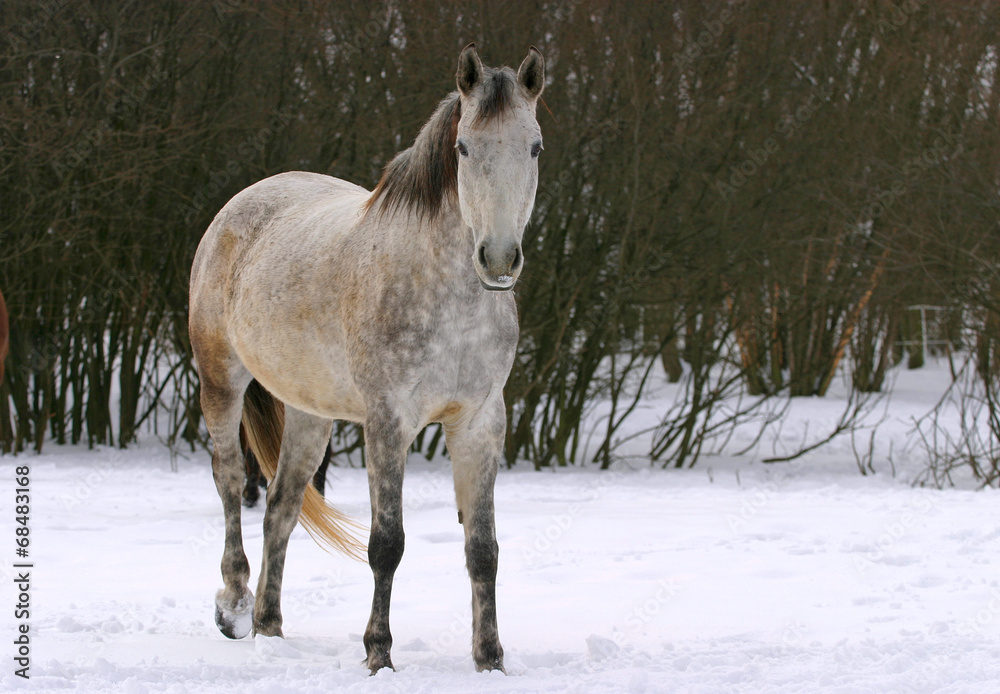 Beautiful grey horse stands alone wintertime Beautiful grey horse stands alone wintertime