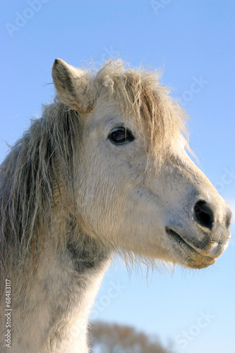 Headshot of a white pony © acceptfoto