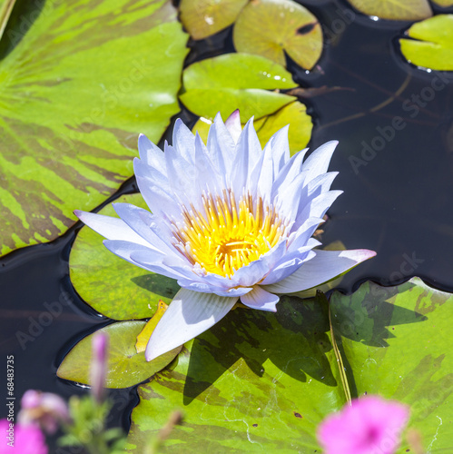 Beautiful Pink Lotus  water plant in a pond