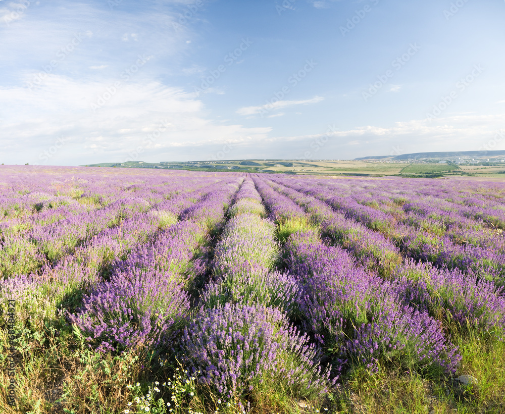 Meadow of lavender