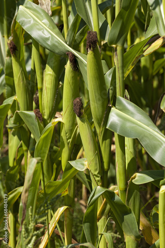 Fototapeta Naklejka Na Ścianę i Meble -    photographed by a close up ears of green corn.