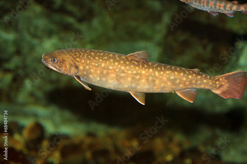 Japanese Char (Salvelinus leucomaenis imbrius) in Japan　 © feathercollector