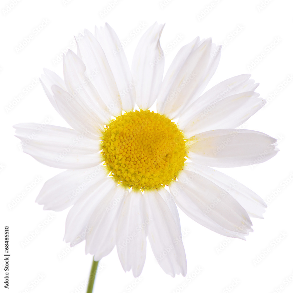 Fototapeta premium The beautiful daisy isolated on white
