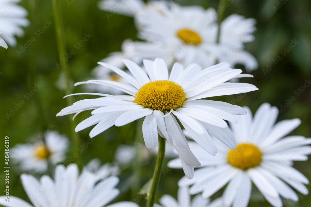 white camomile - the white flowers of a camomile photographed by a close up white camomile - the white flowers of a camomile photographed by a close up