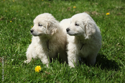 Fototapeta Naklejka Na Ścianę i Meble -  Two puppies of Slovakian chuvach