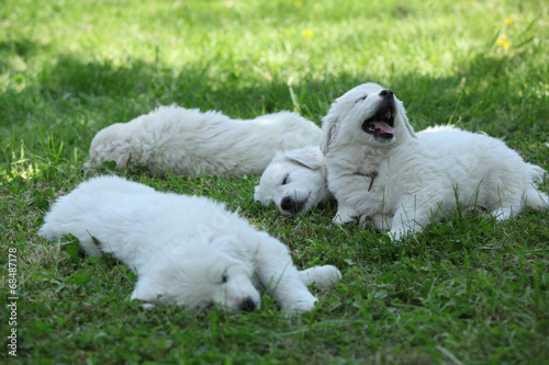 Amazing white puppies of Slovakian chuvach lying in the grass photo