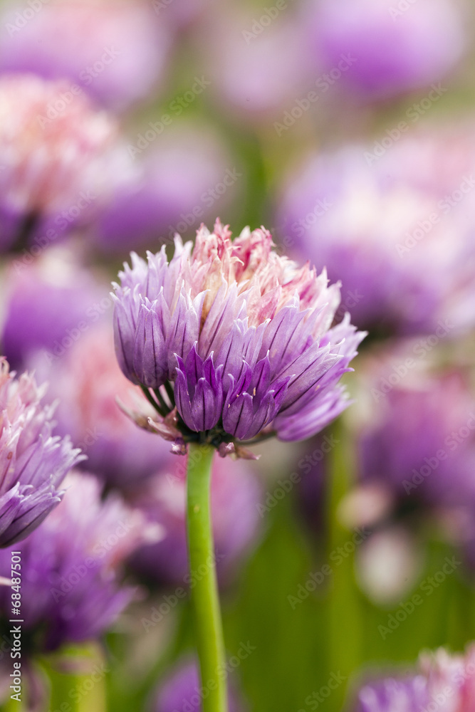 flower of garlic photographed by a close up flower of garlic photographed by a close up