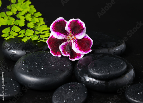 Fototapeta Naklejka Na Ścianę i Meble -  Spa concept with beautiful deep purple flower of geranium, green