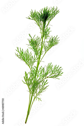 Eberraute (Artemisia abrotanum)