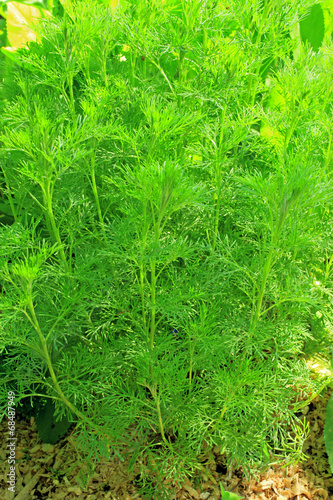 Eberraute  Artemisia abrotanum 