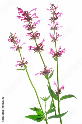 Mexikanischer Riesenysop  Agastache mexicana 