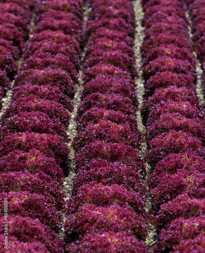 Salatfeld m mit lollo rosso