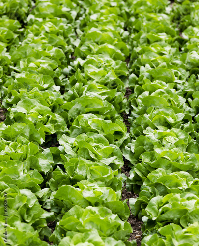Salatfeld mit Kopfsalat