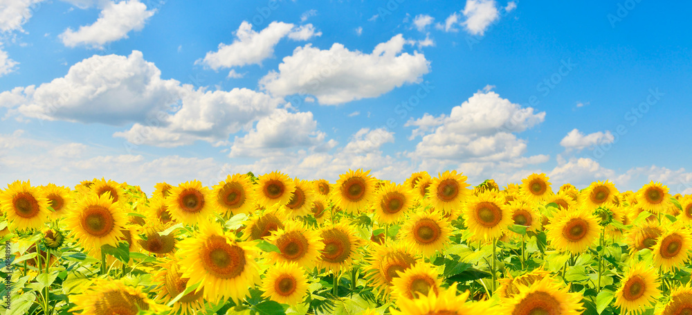 Obraz premium Sunflowers