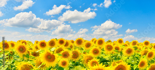 Fototapeta Naklejka Na Ścianę i Meble -  Sunflowers